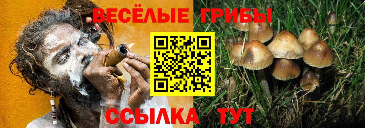 Галлюциногенные грибы GOLDEN TEACHER  Вход с VPN  Кузнецк  цена наркотик  Псилоцибиновые грибы Psilocybine cubensis 